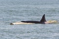 Transient Killer Whale Hunting Harbour Porpoise Royalty Free Stock Photo