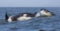 Transient Killer Whales