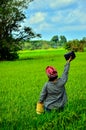 Transistor girl in rice field Royalty Free Stock Photo