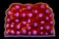 Transitional epithelium, found in urinary bladder, urethra and ureters