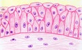 Transitional epithelium, hand drawn illustration Royalty Free Stock Photo