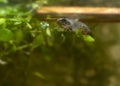 Transitioning frog swimming in water in tank