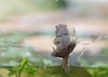 Transitioning tadpole into frog