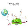 Translation biological protein synthesis Royalty Free Stock Photo