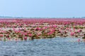 Red water lilies with tourists on boat at Nong Han marsh Royalty Free Stock Photo