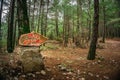 Translation of the red sign: `Tazi Canyon`. Forest background. Greyhound Canyon, Wisdom Valley. Royalty Free Stock Photo