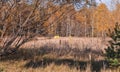 Translation of the text on the plate red forest  in the infected forest in Chernobyl Royalty Free Stock Photo