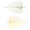 Leaf (PNG) Royalty Free Stock Photo