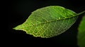 The translucence of a leaf's veins, a network of lifeblood etched in green