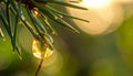 Translucent amber pine resin drop hanging from a green pine needle droplet Royalty Free Stock Photo