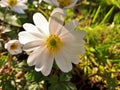 Translucent Anemone Blanda White Splendour Flower - Close-up Royalty Free Stock Photo