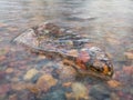 Translucent angular clean piece of ice in running water with colorful stones underneath in winter, rigidity, stillness and