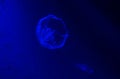 Translucent Aurelia aurita also called the common jellyfish, moon jellyfish, moon jelly or saucer jelly swimming in deep blue Royalty Free Stock Photo