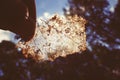 Translucent Autumn Leaf in a Hand on the Park Background.