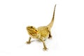 Translucent Bearded Dragon on Isolated White Royalty Free Stock Photo