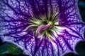 The translucent beauty of a morning glory\'s trumpet-shaped blossom, captured as it unfurls at dawn