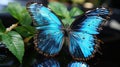 Translucent Blue Butterfly Effect On Blurry Background