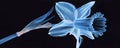 A translucent blue daffodil with a white center and stem, isolated on a black background Royalty Free Stock Photo