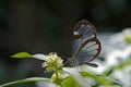 Translucent butterfly Pseudoscada erruca