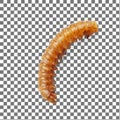 Translucent Caterpillar on a Transparent Background Royalty Free Stock Photo
