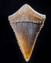 Translucent Fossilized Shark Tooth with Smooth and Defined Edges