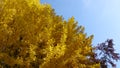 Translucent ginkgo biloba leaf in transmitted light.