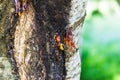 Cherry tree oozing sap from wounds or canker , process known as gummosis