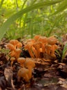 Translucent Golden Waxcap Fungi in the Woods