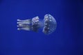 Translucent jellyfish swimming in a horizontal direction