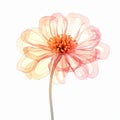 Translucent Layered Zinnia: Dreamlike 3d Illustration On White Background