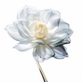 Translucent Layers: 3d Illustration Of Gardenia X-ray Image