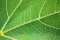 Translucent leaf Royalty Free Stock Photo