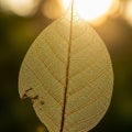 A translucent leaf against a blurred golden background, capturing sunlight filtering through its Royalty Free Stock Photo
