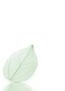 Translucent leaf background