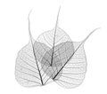 Translucent leaves Royalty Free Stock Photo