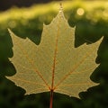 Translucent maple leaf skeleton with delicate veins visible highlighted by Royalty Free Stock Photo