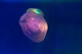 Translucent moon jelly, jellyfish, Aurelia aurita in blue dark water,