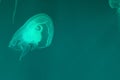 Translucent moon jelly, jellyfish, Aurelia aurita in blue, green water, closeup. Royalty Free Stock Photo