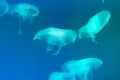 Translucent moon jelly, jellyfish, Aurelia aurita in blue water,