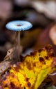 translucent mushroom on a forest litter among autumn leaves Royalty Free Stock Photo