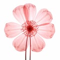 Translucent Pink Flower On White Background: Digitally Manipulated Image