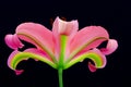 Translucent pink oriental lily close up on dark background Royalty Free Stock Photo