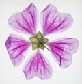 Translucent pressed purple flower Royalty Free Stock Photo