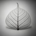 Translucent skeleton leaf with intricate veins, displayed against a gray background. The leaf is Royalty Free Stock Photo