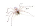 Translucent Spider on white Royalty Free Stock Photo