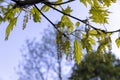 translucent spring oak foliage and oak catkins during flowering