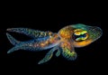 Translucent Tentacles and Spots are Featured on a Swimming Squid Against a Black Backdrop Royalty Free Stock Photo