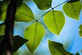 Translucent tree leaves on sunlight summer sunny day.Thailand. Royalty Free Stock Photo