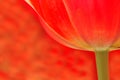 Translucent Tulip Background Royalty Free Stock Photo