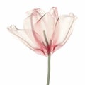 Translucent Tulip: A Digital Bouquet Of Delicate Vector Art Royalty Free Stock Photo